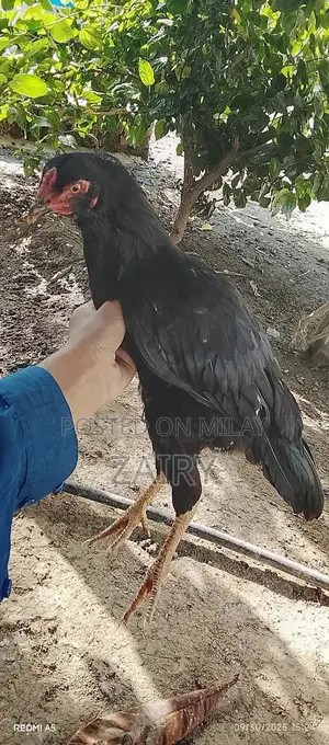 Fresh Whole Chicken Aseel Murga - Premium Quality Farm-Raised Poultry