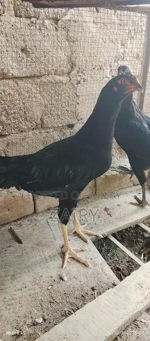 Fresh Whole Chicken Aseel Murga - Premium Quality Farm-Raised Poultry