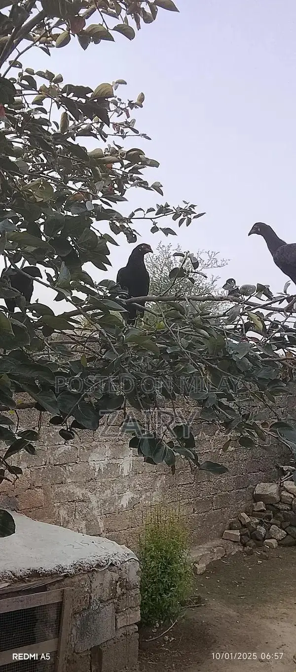 Fresh Whole Chicken Aseel Murga - Premium Quality Farm-Raised Poultry