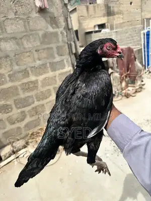 Mianwali Breed Muskhi Madi Poultry Hen - High-Quality Egg-Laying Chick