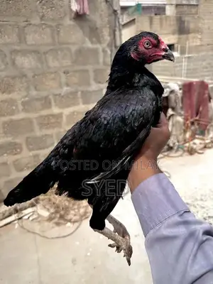 Mianwali Breed Muskhi Madi Poultry Hen - High-Quality Egg-Laying Chick