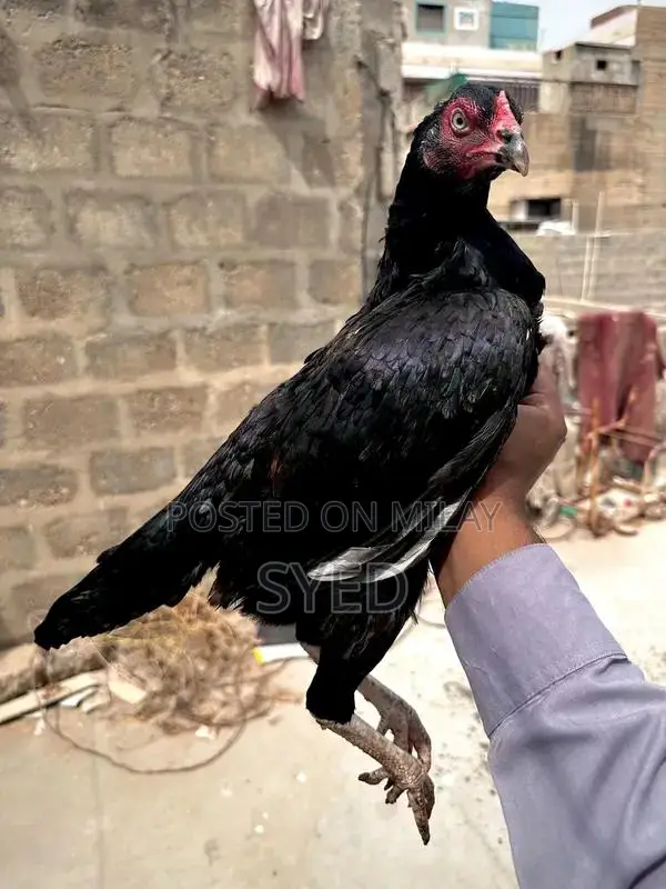 Mianwali Breed Muskhi Madi Poultry Hen - High-Quality Egg-Laying Chick