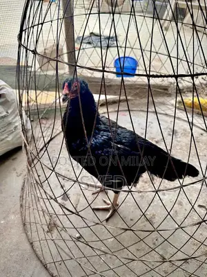 Mianwali Breed Muskhi Madi Poultry Hen - High-Quality Egg-Laying Chick