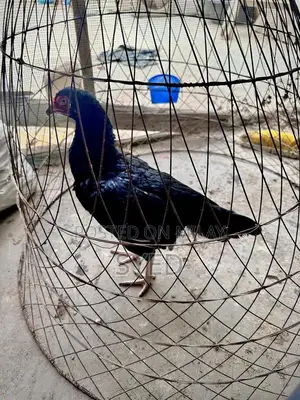 Mianwali Breed Muskhi Madi Poultry Hen - High-Quality Egg-Laying Chick