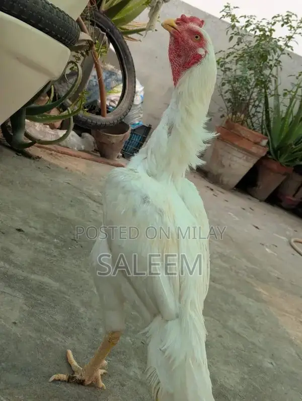 Mianwali Aseel Rooster - Pure Breed Fighting Cock
