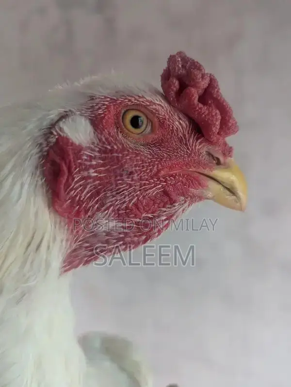 Mianwali Aseel Rooster - Pure Breed Fighting Cock