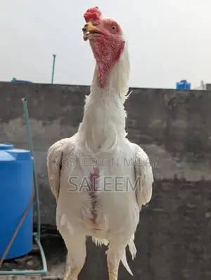 Mianwali Aseel Rooster - Pure Breed Fighting Cock