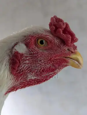Mianwali Aseel Rooster - Pure Breed Fighting Cock