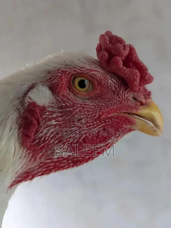 Mianwali Aseel Rooster - Pure Breed Fighting Cock
