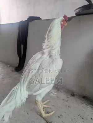 Mianwali Aseel Rooster - Pure Breed Fighting Cock