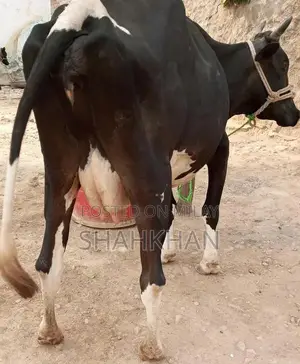 High-Yielding Young Dairy Cow - 6-7 Kg Daily Milk Production