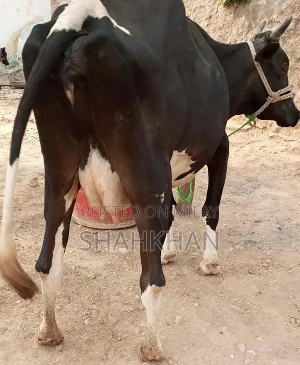 High-Yielding Young Dairy Cow - 6-7 Kg Daily Milk Production