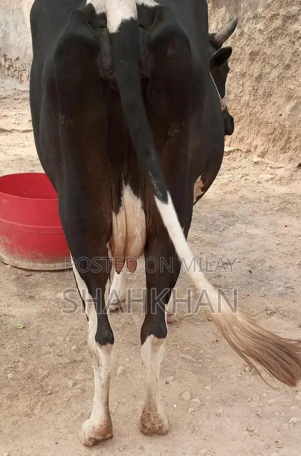High-Yielding Young Dairy Cow - 6-7 Kg Daily Milk Production