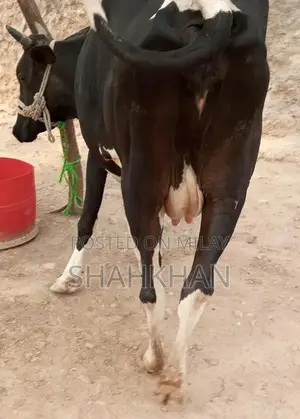 High-Yielding Young Dairy Cow - 6-7 Kg Daily Milk Production