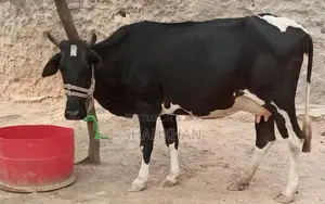 High-Yielding Young Dairy Cow - 6-7 Kg Daily Milk Production