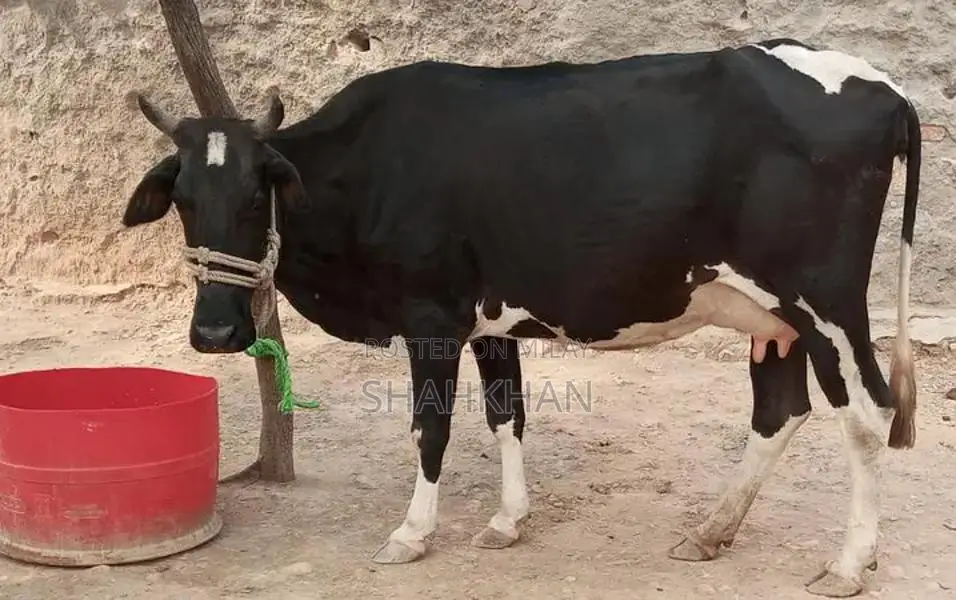 High-Yielding Young Dairy Cow - 6-7 Kg Daily Milk Production