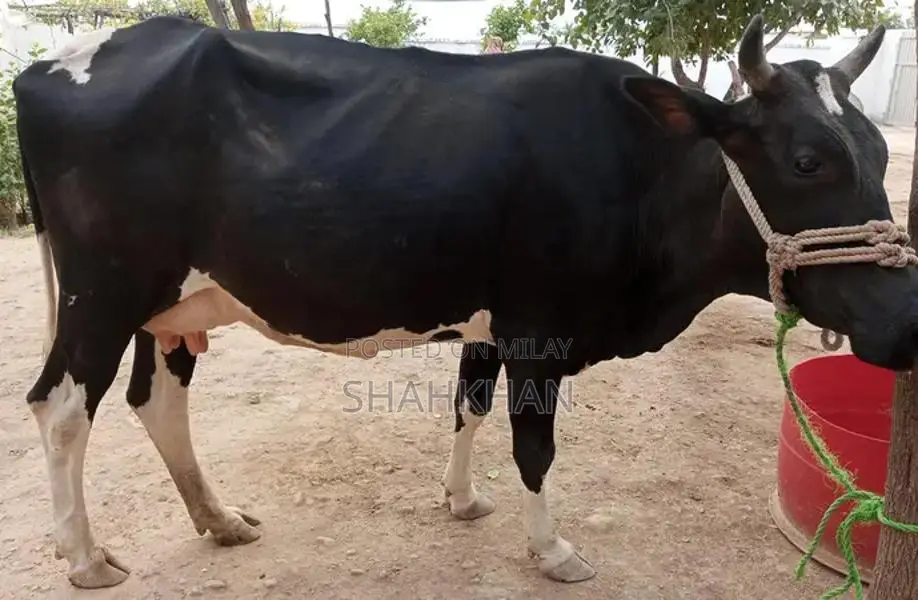 High-Yielding Young Dairy Cow - 6-7 Kg Daily Milk Production