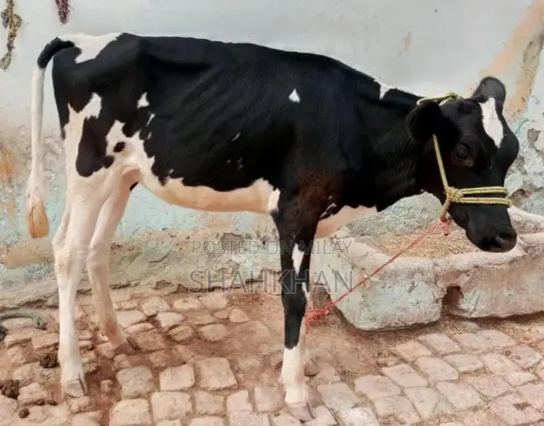 High-Yielding Young Dairy Cow - 6-7 Kg Daily Milk Production