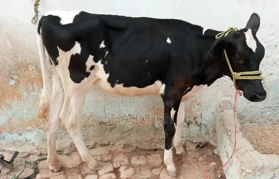 High-Yielding Young Dairy Cow - 6-7 Kg Daily Milk Production