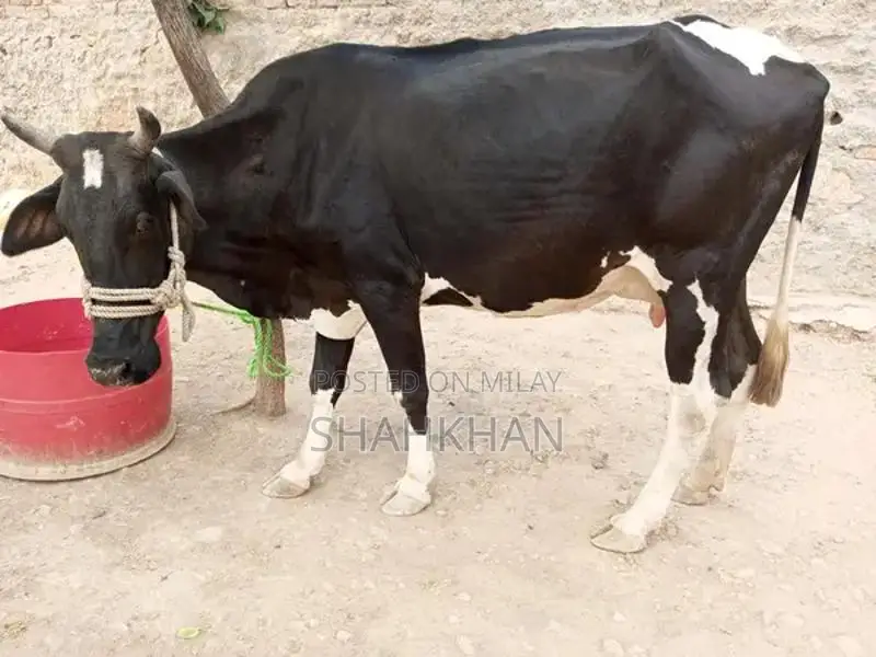 High-Yielding Young Dairy Cow - 6-7 Kg Daily Milk Production