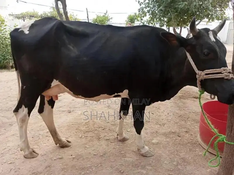 High-Yielding Young Dairy Cow - 6-7 Kg Daily Milk Production