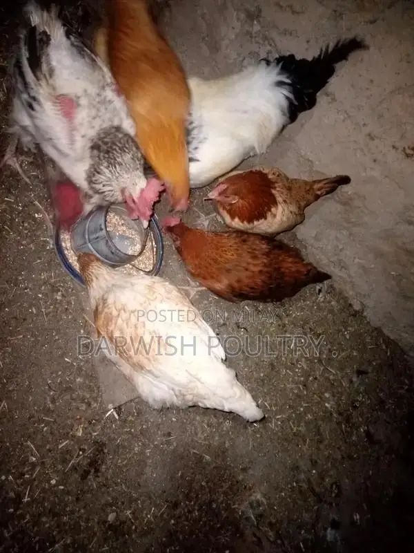 Misri Breed Chicks and Hens for Poultry Farming