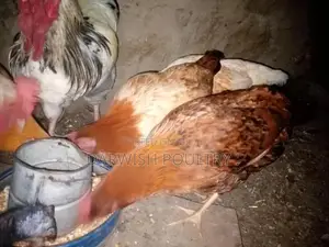 Misri Breed Chicks and Hens for Poultry Farming