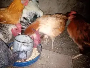 Misri Breed Chicks and Hens for Poultry Farming