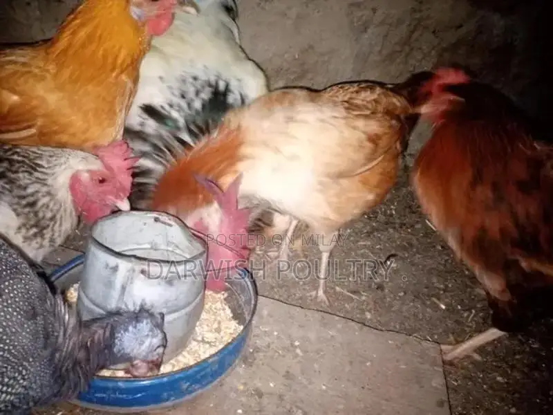 Misri Breed Chicks and Hens for Poultry Farming