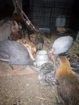 Misri Breed Chicks and Hens for Poultry Farming
