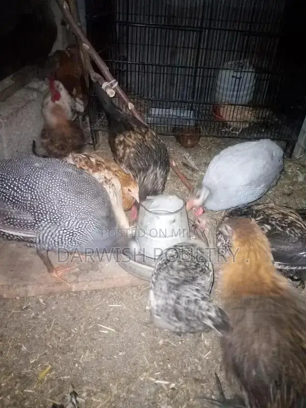 Misri Breed Chicks and Hens for Poultry Farming