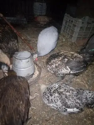 Misri Breed Chicks and Hens for Poultry Farming