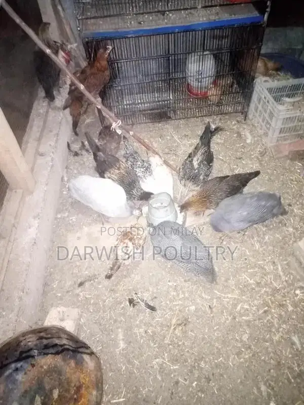 Misri Breed Chicks and Hens for Poultry Farming