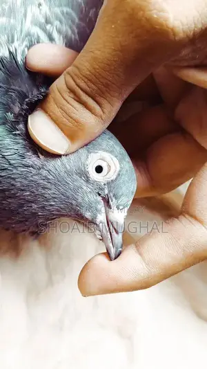 High Flyers Pigeons Mixed Breed for Sale