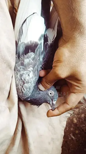 High Flyers Pigeons Mixed Breed for Sale