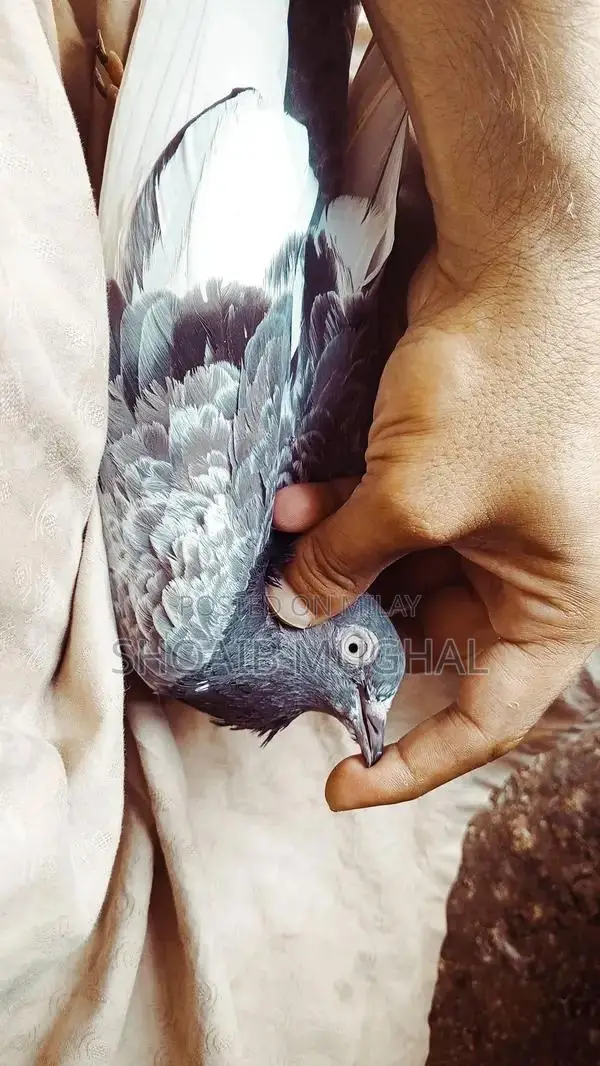 High Flyers Pigeons Mixed Breed for Sale