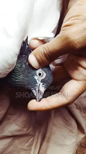 High Flyers Pigeons Mixed Breed for Sale