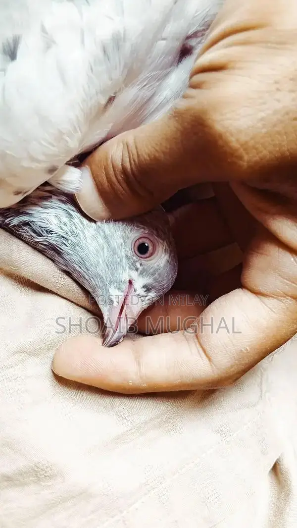 High Flyers Pigeons Mixed Breed for Sale