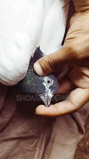 High Flyers Pigeons Mixed Breed for Sale