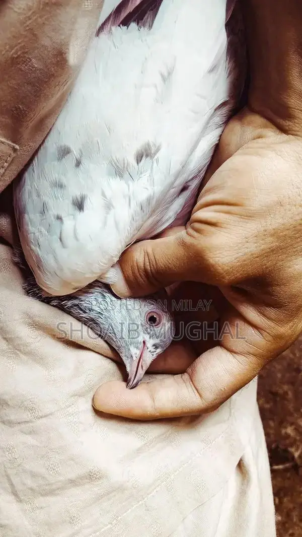 High Flyers Pigeons Mixed Breed for Sale