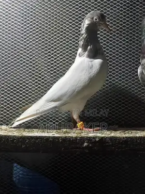 Lakhi Madi Teddy Breeder Male Rodent for Sale