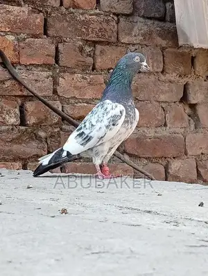 Lakhi Madi Teddy Breeder Male Rodent for Sale