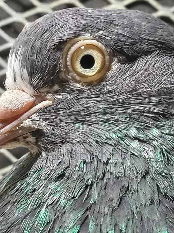 Lakhi Madi Teddy Breeder Male Rodent for Sale