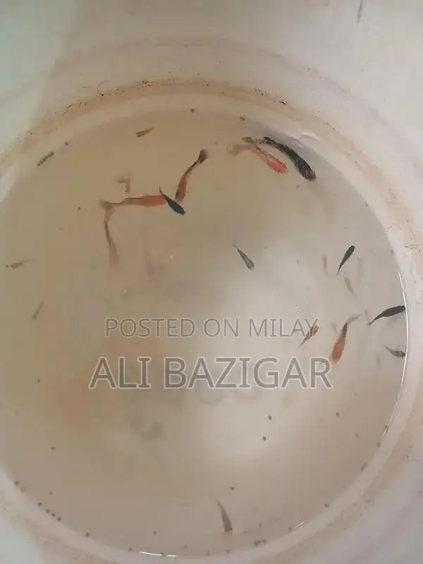 Molly Fish for Home Aquariums - Freshwater Tropical Species