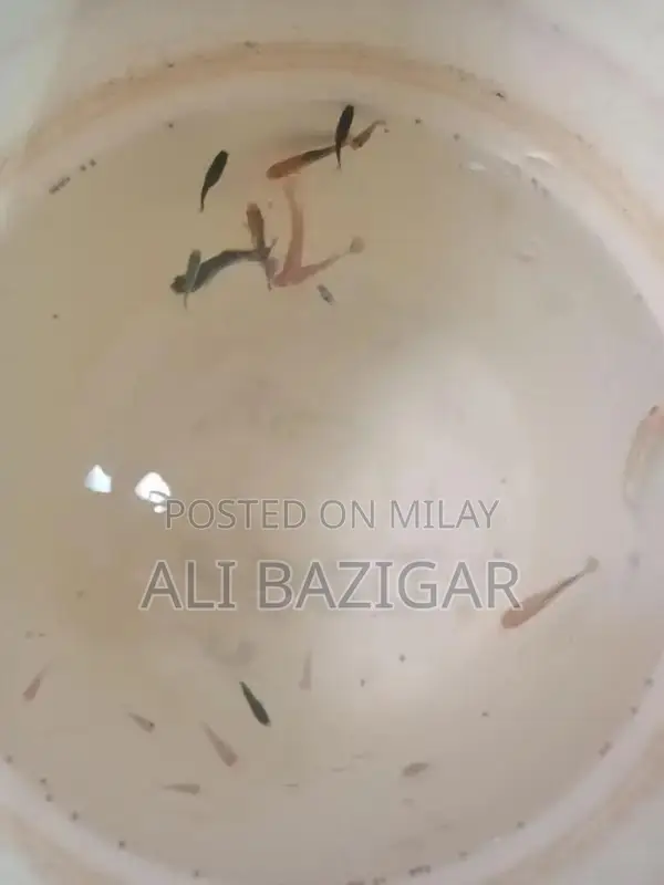 Molly Fish for Home Aquariums - Freshwater Tropical Species