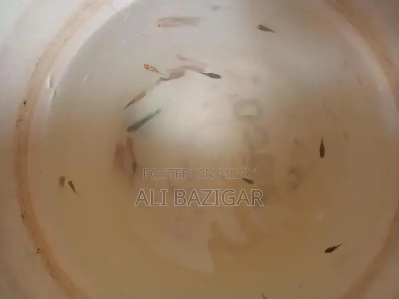 Molly Fish for Home Aquariums - Freshwater Tropical Species