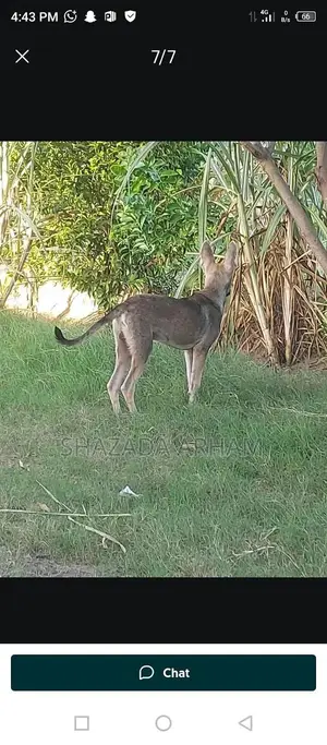 Photo - Multan MA Dog or Pet Companion