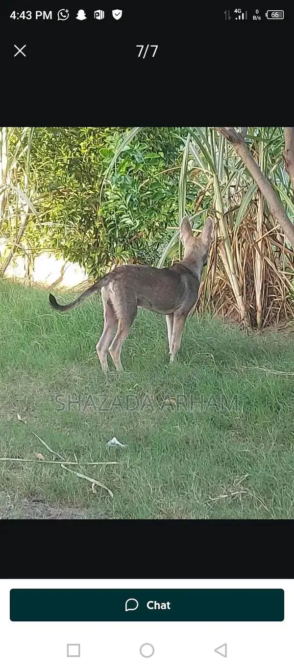 Multan MA Dog or Pet Companion