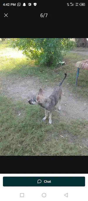 Multan MA Dog or Pet Companion