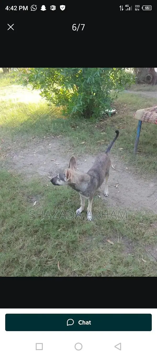 Multan MA Dog or Pet Companion